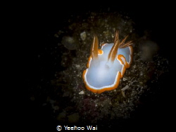 Ardeadoris averni
Tulamben, Bali by Yeehoo Wai 